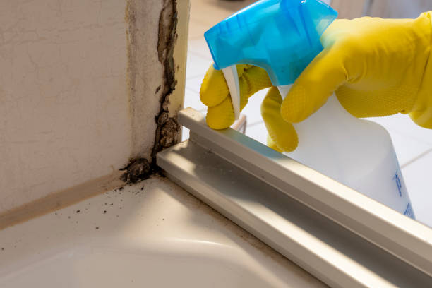 Reliable Los Angeles, CA Mold Removal Solutions