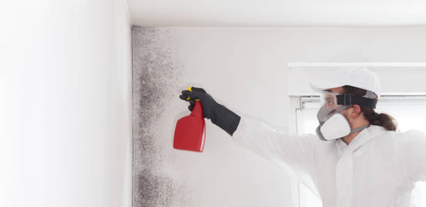 Best Professional Mold Removal  in Los Angeles, CA