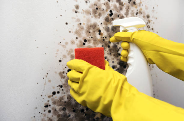 Best Mold Damage Repair  in Los Angeles, CA