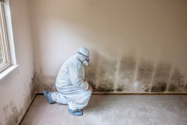 Best Crawl Space Mold Removal  in Los Angeles, CA