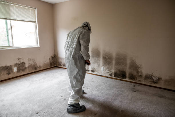 Best Mold Cleaning Services  in Los Angeles, CA