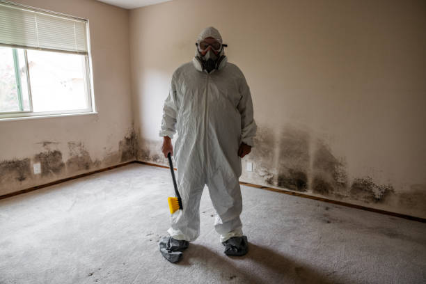 Mold Removal Process in Los Angeles, CA