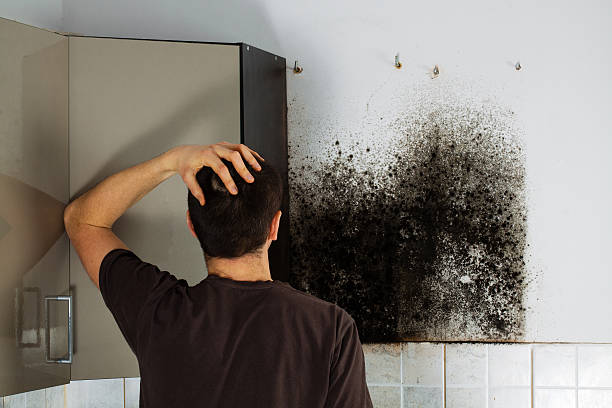 Best Attic Mold Removal  in Los Angeles, CA