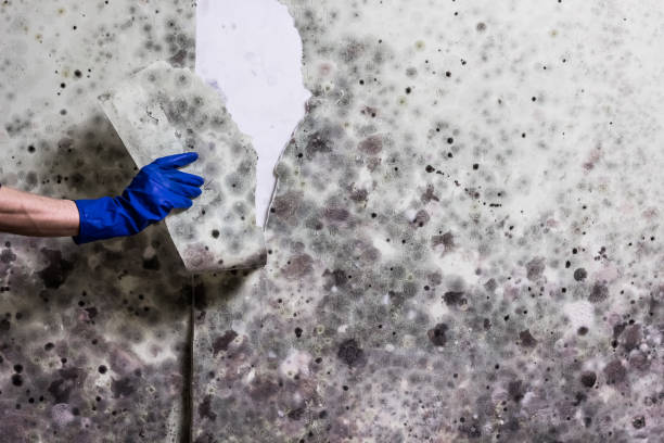 Best Residential Mold Removal  in Los Angeles, CA