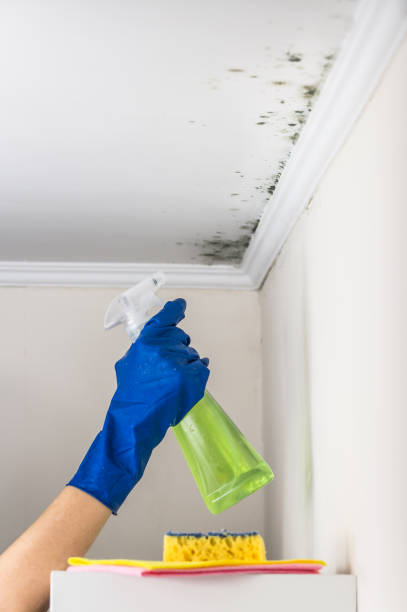 Best Local Mold Removal Service  in Los Angeles, CA