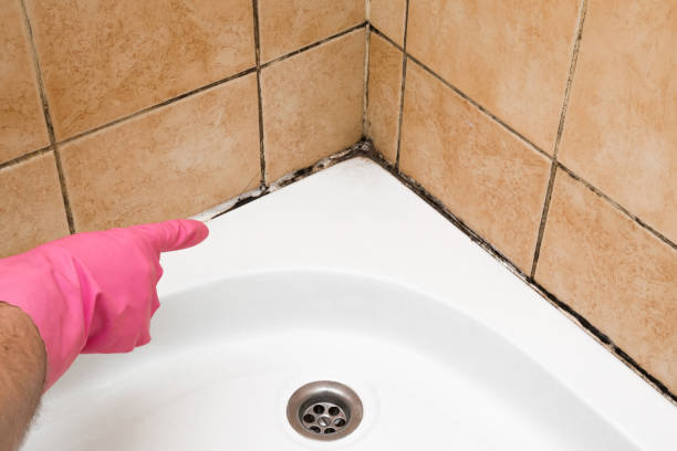 Best Certified Mold Removal  in Los Angeles, CA