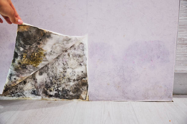 Best Mold Removal Process  in Los Angeles, CA
